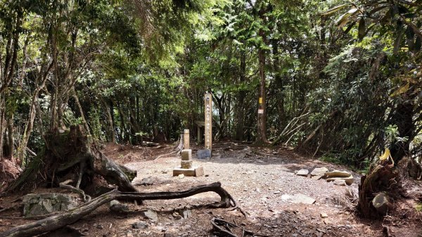 【谷關七雄】新山馬崙 - 松香裡的時光迴廊：聽山林講述歲月的故事3093998