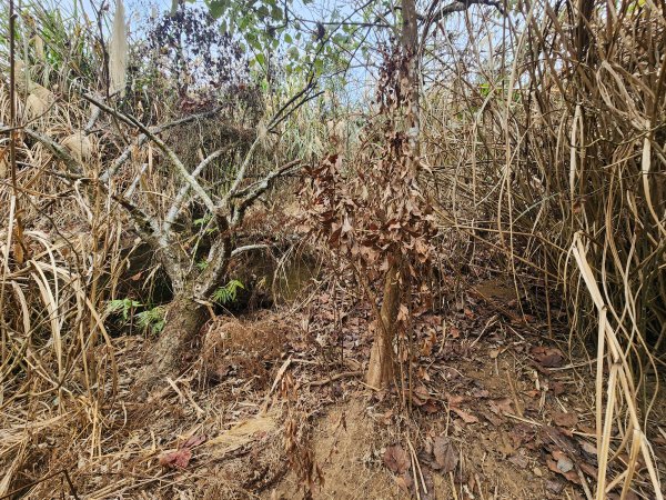 20260224雞隆山、八角林山、上果作園山3023628