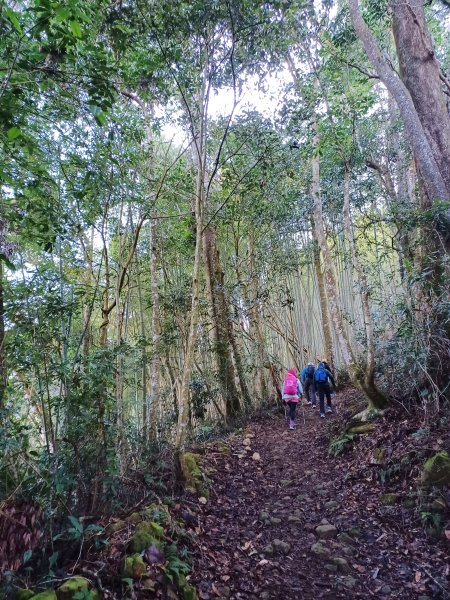 【雲林古坑】舒適宜人。 石壁山連走好望角嘉南雲峰2755252