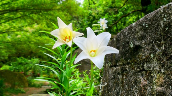 白石湖沒有百合花。晶片關稅2781575