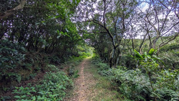 龜媽坑古道,雪山尾稜南段,草嶺古道2354629