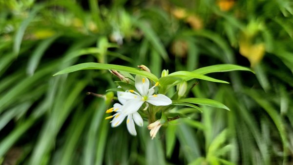 彌勒內院3038364