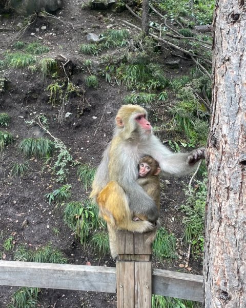 西藏♥️可愛動物🐎人物寫真/拉薩旅拍/美食2902948