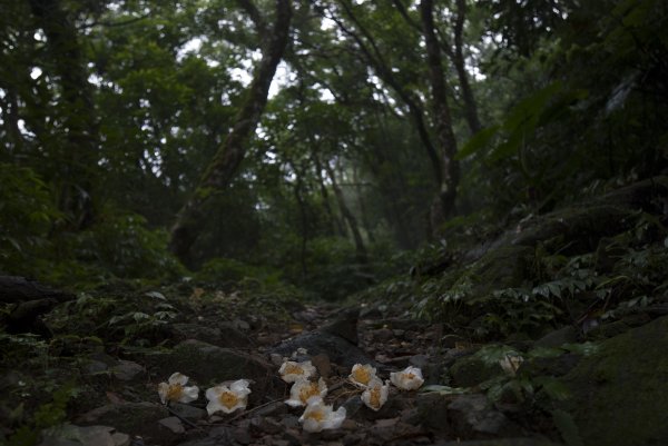 湖桶 梳妝樓山建牌崙O型10910141132294