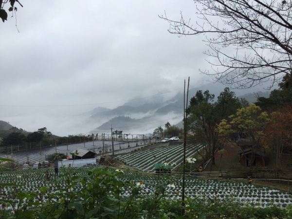 20151226泰安鄉熊佧山27723