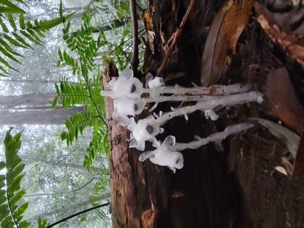 北得拉曼-20204062859824