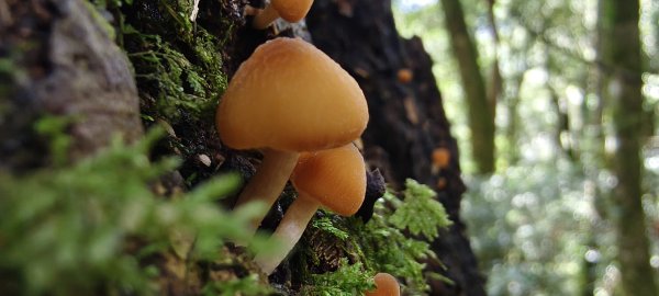 2025/09/20_鵝公髻山步道2892254