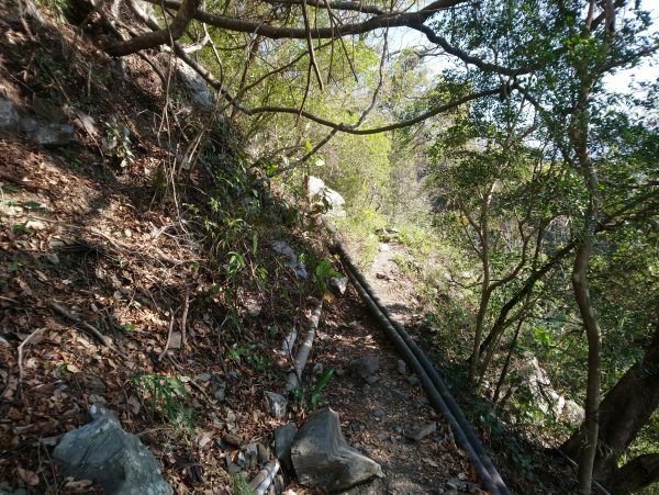 屋我尾山(麗陽線)821158