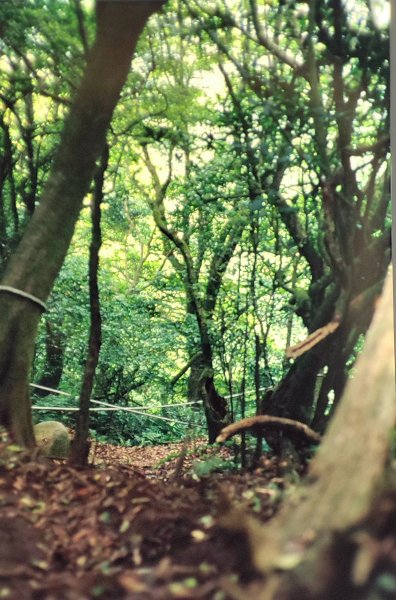 大屯山／二子山1966191