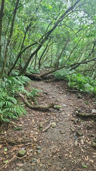 2025-01232淡蘭古道北二段(燦光寮古道到澳底)2696568