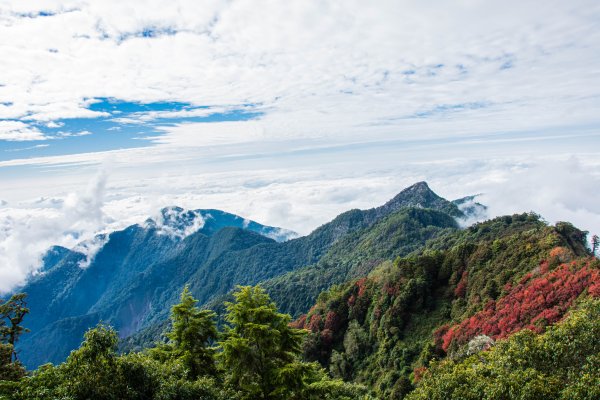 稍來山楓葉林2960909