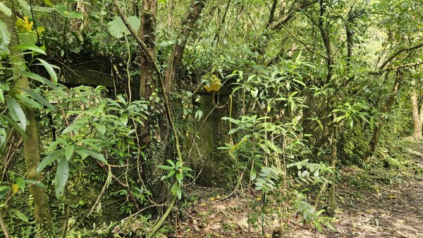 20260323后番仔坑山-內平林山-新路尾山-頂坑山-三貂嶺中心點3023693