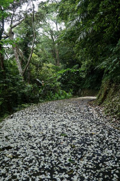 六寮古道&獅山古道O形環走319322