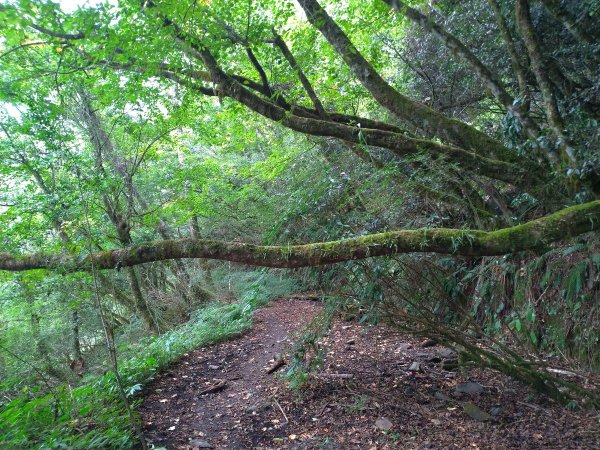 【臺中市和平區】閂山鈴鳴山(上)1063438