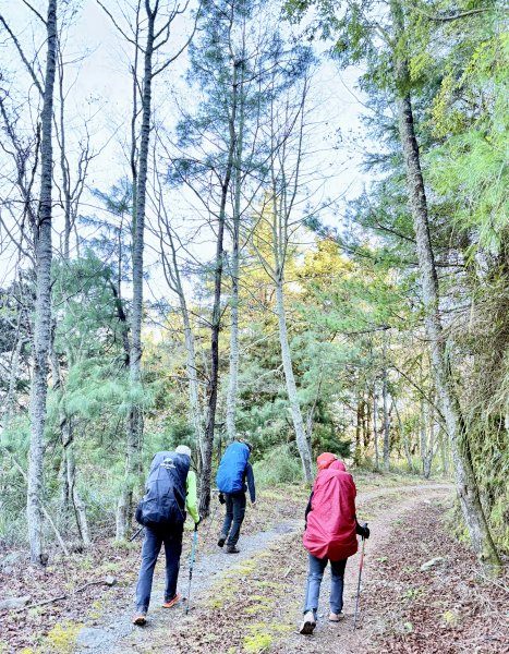 230林道糜爛去    2025.2.28-3.12733788