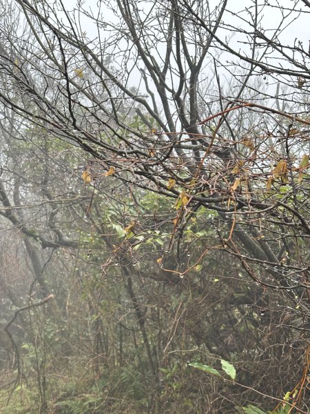 陽明山東西大縱走-東段2984532