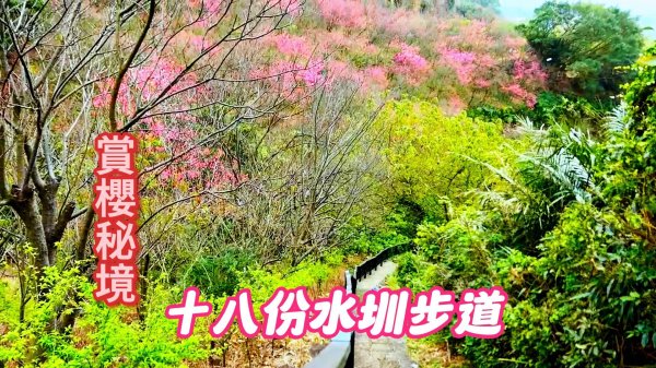 【賞櫻秘境】輕鬆走步道賞櫻去 十八份(古)水圳步道(十八挖水圳步道、東昇步道、風尾步道)