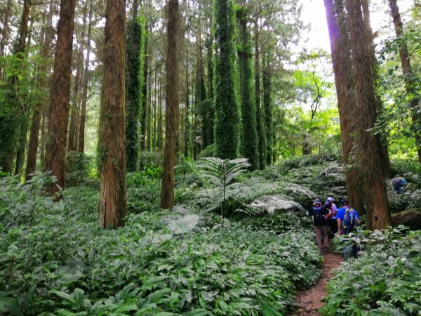 南投鹿谷~山野叢林不斷的陡上陡下~鳳凰山1098060