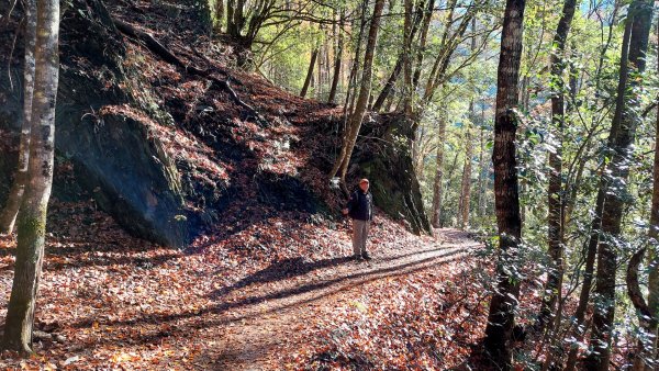 熱血一日霞喀羅賞楓之旅2785004
