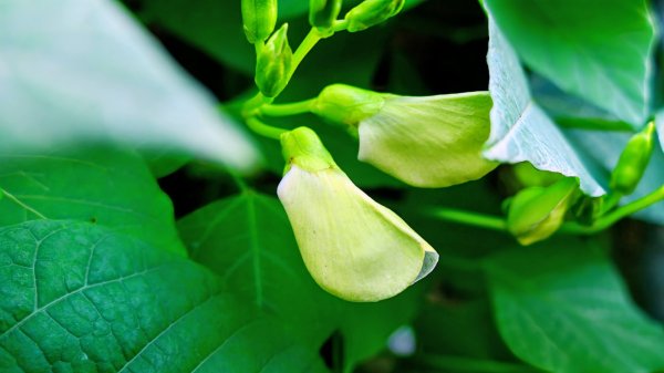 你若來汐止2961398