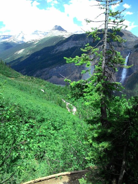 Iceline Trail (YOHO 加拿大幽鶴國家公園)2634584