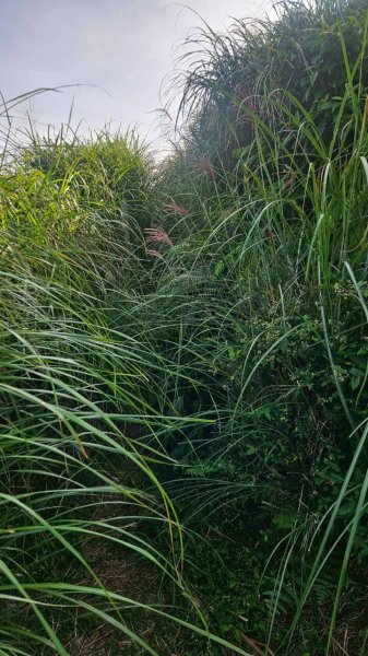 20251011七股山-七股山東北稜-七股山北峰-七股山東北峰-下七股西南-下七股-下七股東北-下七2910564