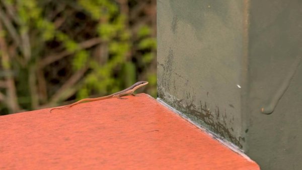 貓囒山步道2928512