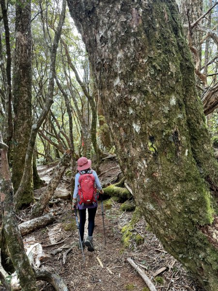 塔曼山 連走 拉拉山森林遊樂區 O繞 202510112923676