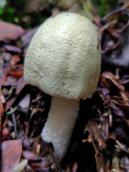 稍來小雪山國家步道、船型山、鞍馬山、鞍馬山東北峰、天池、雪山神木2799728