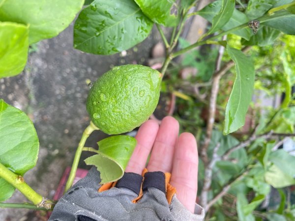 微笑山⛰️線-大棟-二格山-五分山-天上山-鳶山💎12條步道完成💙2834158