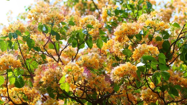 加羅林魚木,松菸文創園區3038157