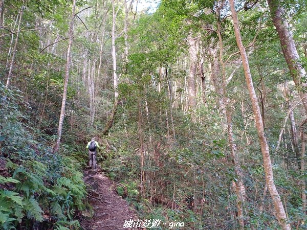 【台中和平】在虐腳的陡上中持續前進。 谷關七雄-八仙山主峰步道2367684