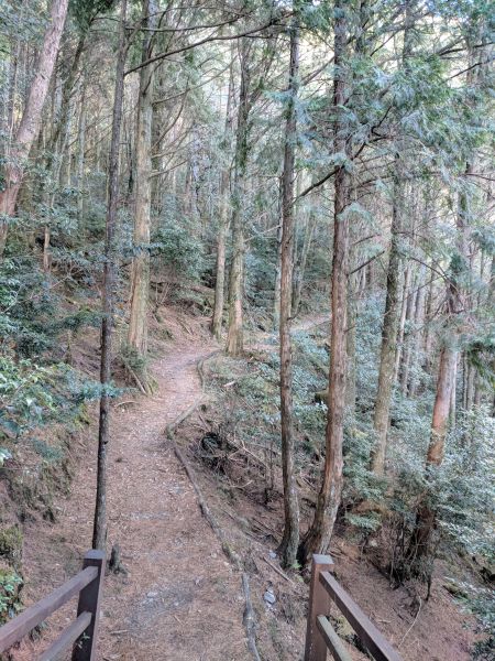 大雪山森林遊樂區之稍來山與木馬道286626