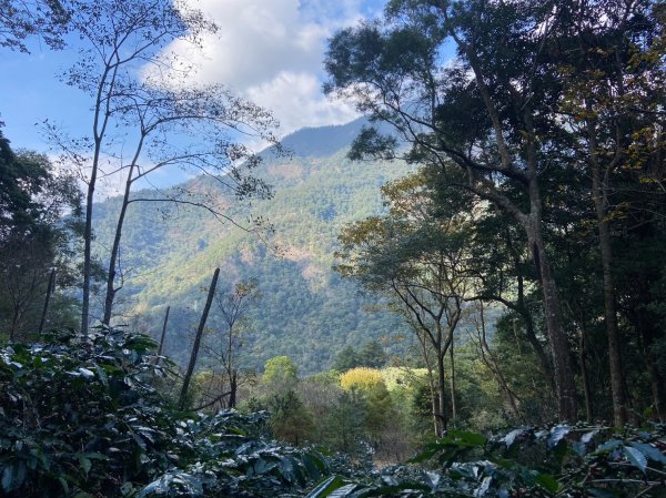唐麻丹山-松鶴上三角點O型回松鶴2378405