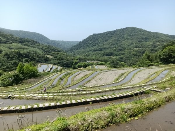 石門區嵩山百年水梯田鳶尾花祭+阡陌步道2763525
