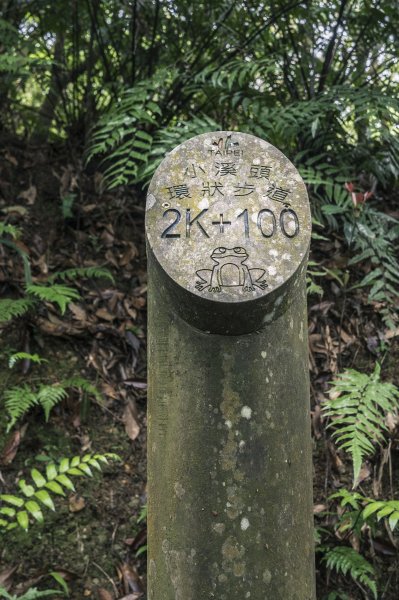 2020-4-8大崙頭山1409228