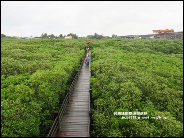 新豐紅樹林生態保護區封面