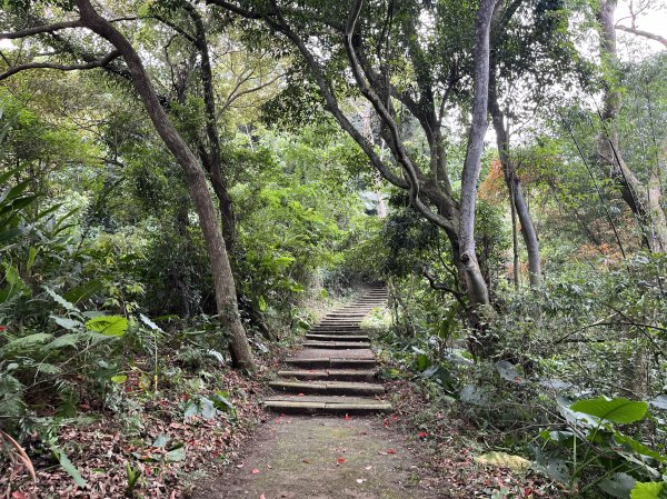 [皮皮獅Hike客任務-08/10] 2024_0831 大分林山步道2586240