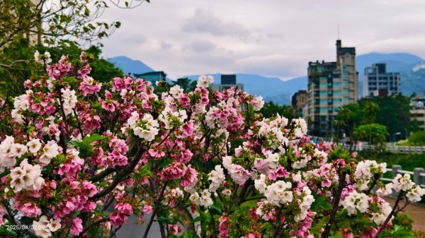 #綠繡眼 訪花 #吉野櫻 #天元宮 #楓樹湖 03162750778