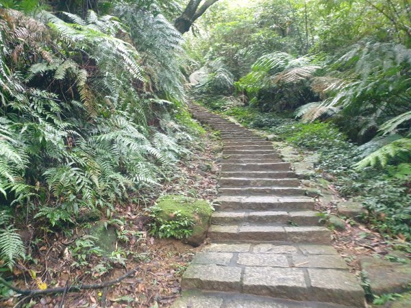 臺北大縱走第六段1516081