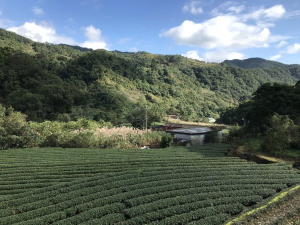 2021.12.11 大舌湖山O型( 漁光國小 漁光派出所 大舌湖步道 粗石斛吊橋)1550767