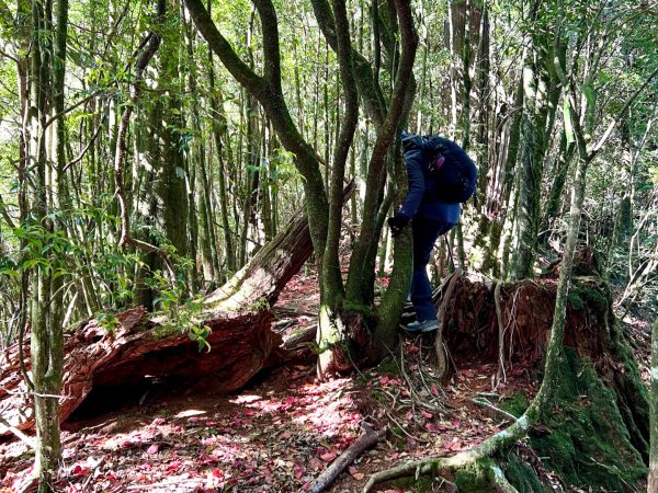 船型山環走大雪山210林道2978052