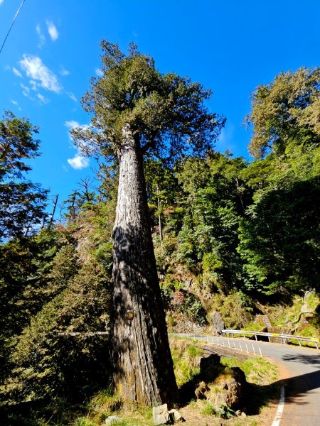 大雪山森林遊樂區賞楓2966050