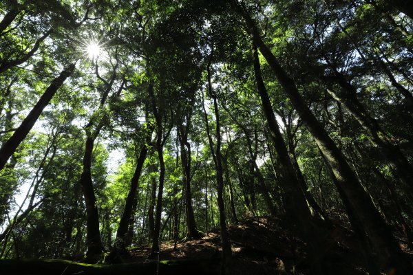 阿里山三霞 -- 楠梓仙溪左岸 南霞山1490244