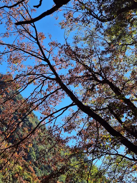 石山引水道202512112959556