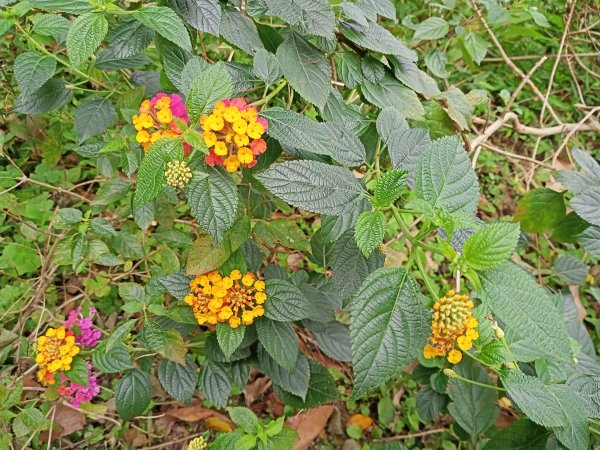 春暖花開的內湖文德三號公園、瑞陽公園、大港墘公園【齊心鞋力向前走】2025370