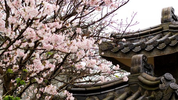櫻花季的尾聲~在東方寺慢慢的品花落的聲音910702