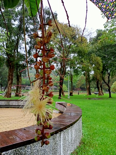 內湖大港墘公園、大湖公園 (防災公園) 【走路趣尋寶】1896630