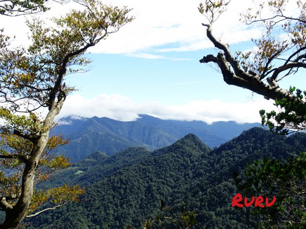 仰望山毛櫸的天空~內鳥嘴山1159516