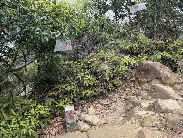 [微笑山線_第四段] 2026_0321 天上山系_石門內尖山3022057